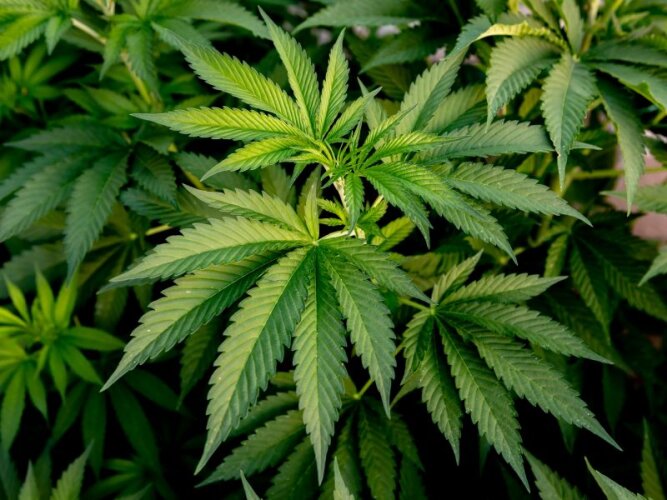 Ar narkotinę medžiagą – žolę – reikia rašyti su kabutėmis? 